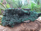 Natural Silky Malachite Specimen with Botryoidal Geode Centre x 1 From Kasompe, Congo