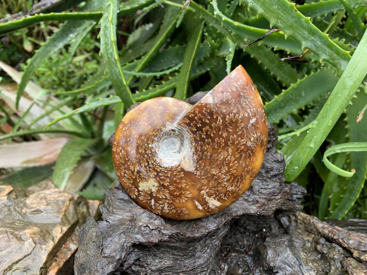 Polished Whole Jigsaw Fossil Ammonite x 1 From Tulear, Madagascar