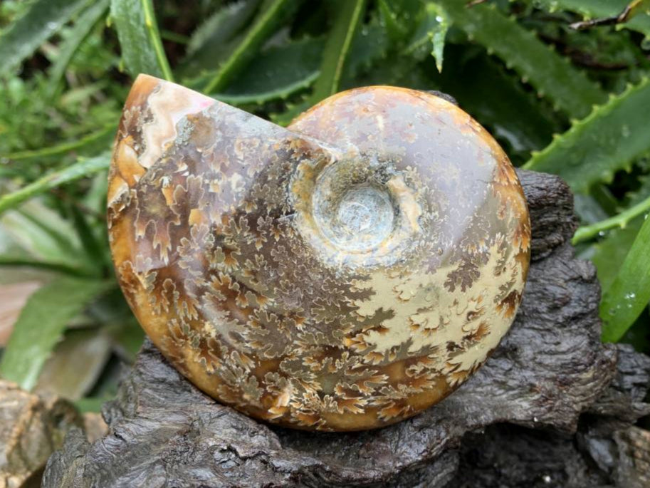 Polished Whole Jigsaw Fossil Ammonite x 1 From Tulear, Madagascar