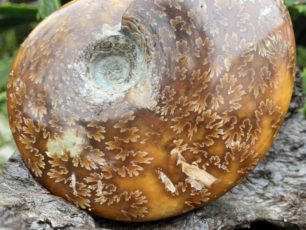 Polished Whole Jigsaw Fossil Ammonite x 1 From Tulear, Madagascar