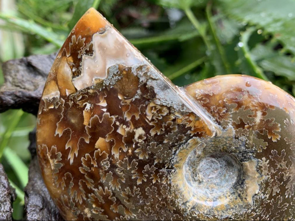 Polished Whole Jigsaw Fossil Ammonite x 1 From Tulear, Madagascar