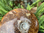 Polished Whole Jigsaw Fossil Ammonite x 1 From Tulear, Madagascar