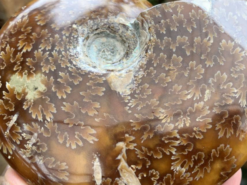 Polished Whole Jigsaw Fossil Ammonite x 1 From Tulear, Madagascar