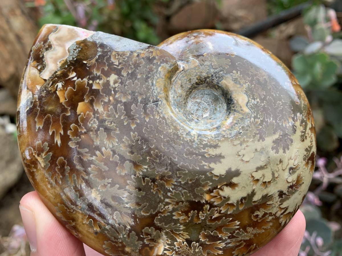 Polished Whole Jigsaw Fossil Ammonite x 1 From Tulear, Madagascar