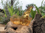Natural Large Copal Amber Specimen x 1 From Nosy Varika, Madagascar