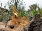 Natural Large Copal Amber Specimen x 1 From Nosy Varika, Madagascar