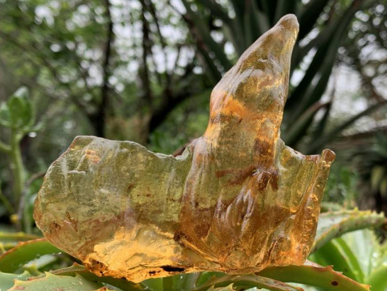 Natural Large Copal Amber Specimen x 1 From Nosy Varika, Madagascar