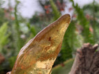 Natural Large Copal Amber Specimen x 1 From Nosy Varika, Madagascar