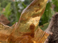 Natural Large Copal Amber Specimen x 1 From Nosy Varika, Madagascar