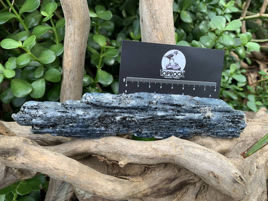 Natural XL Blue Kyanite Specimen x 1 From Karoi, Zimbabwe
