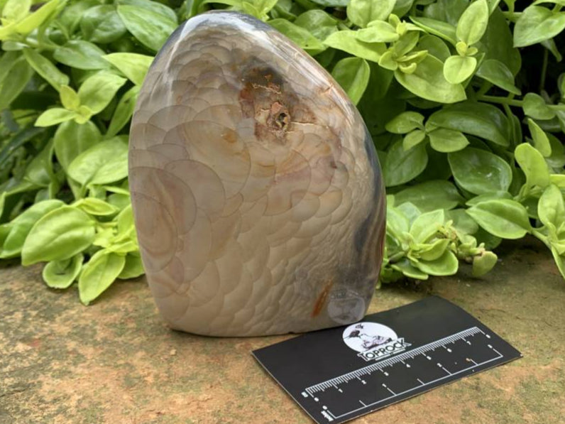 Polished Rare Dragon's Scale Polychrome Jasper Standing Free Form x 1 From Northwest Coast, Madagascar