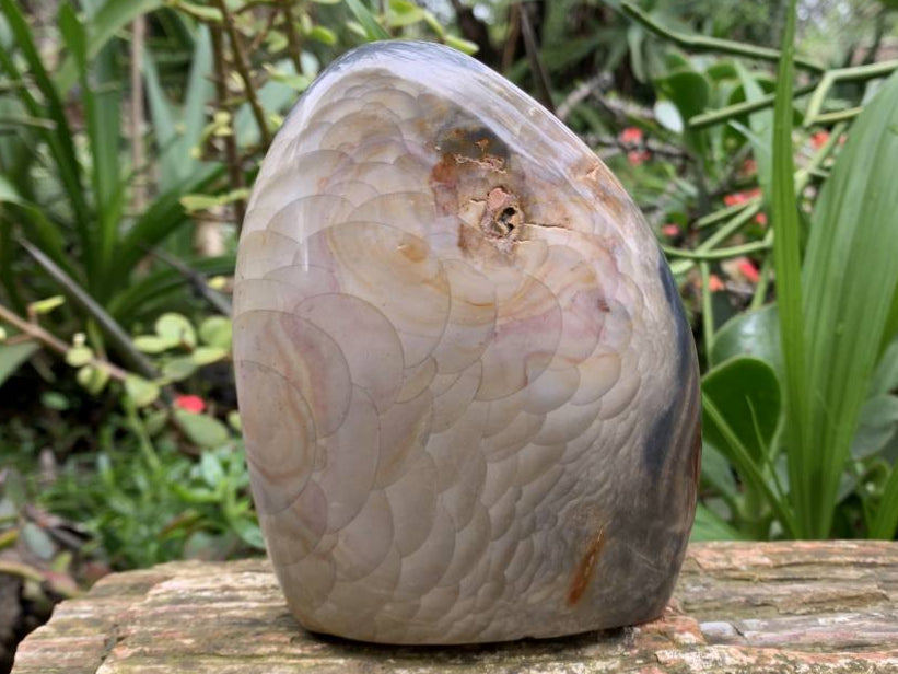 Polished Rare Dragon's Scale Polychrome Jasper Standing Free Form x 1 From Northwest Coast, Madagascar