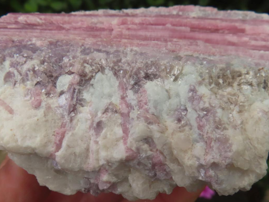 Natural Large Rubellite Pink Tourmaline in Mica and Feldspar Schist x 1 From Karibib, Namibia