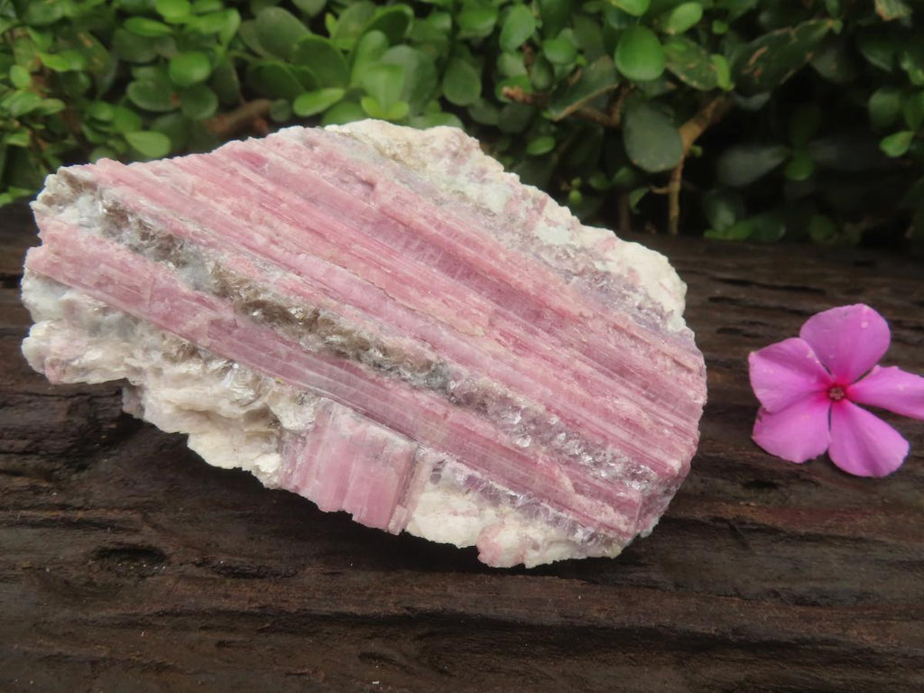Natural Large Rubellite Pink Tourmaline in Mica and Feldspar Schist x 1 From Karibib, Namibia