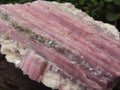 Natural Large Rubellite Pink Tourmaline in Mica and Feldspar Schist x 1 From Karibib, Namibia
