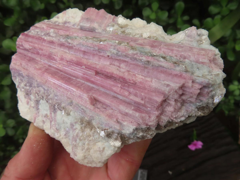 Natural Large Rubellite Pink Tourmaline in Mica and Feldspar Schist x 1 From Karibib, Namibia