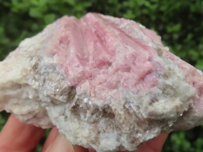 Natural Large Rubellite Pink Tourmaline in Mica and Feldspar Schist x 1 From Karibib, Namibia