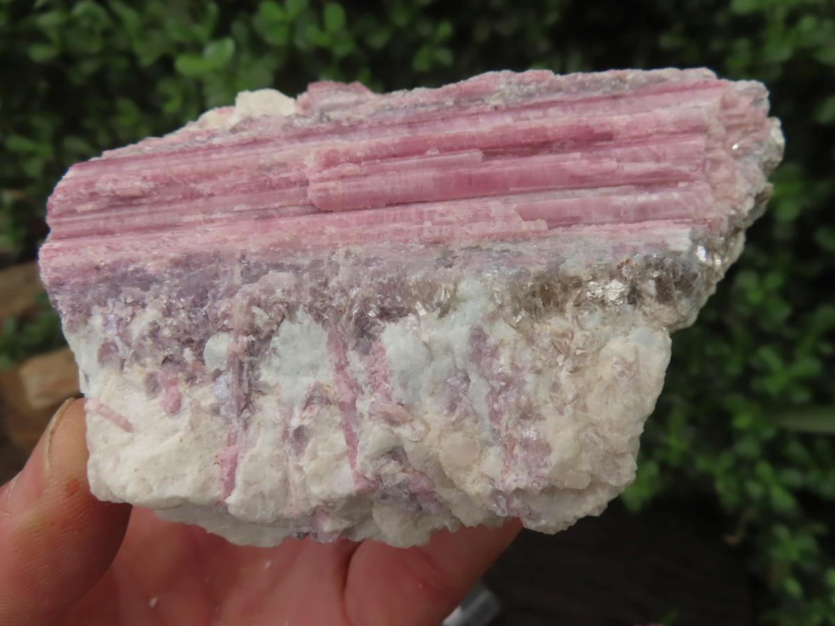 Natural Large Rubellite Pink Tourmaline in Mica and Feldspar Schist x 1 From Karibib, Namibia