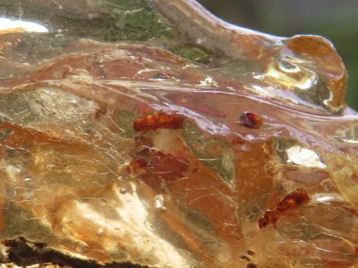 Natural Large Copal Amber Specimen x 1 From Nosy Varika, Madagascar