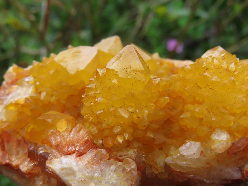 Natural Solar Cactus Flower Spirit Quartz Cluster x 1 From Boekenhouthoek, South Africa