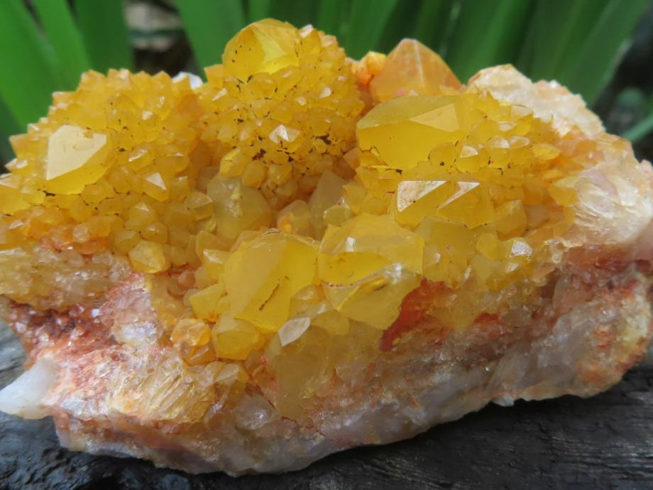 Natural Solar Cactus Flower Spirit Quartz Cluster x 1 From Boekenhouthoek, South Africa