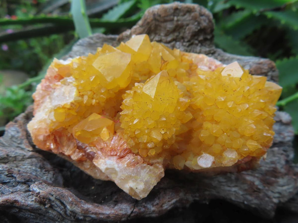 Natural Solar Cactus Flower Spirit Quartz Cluster x 1 From Boekenhouthoek, South Africa