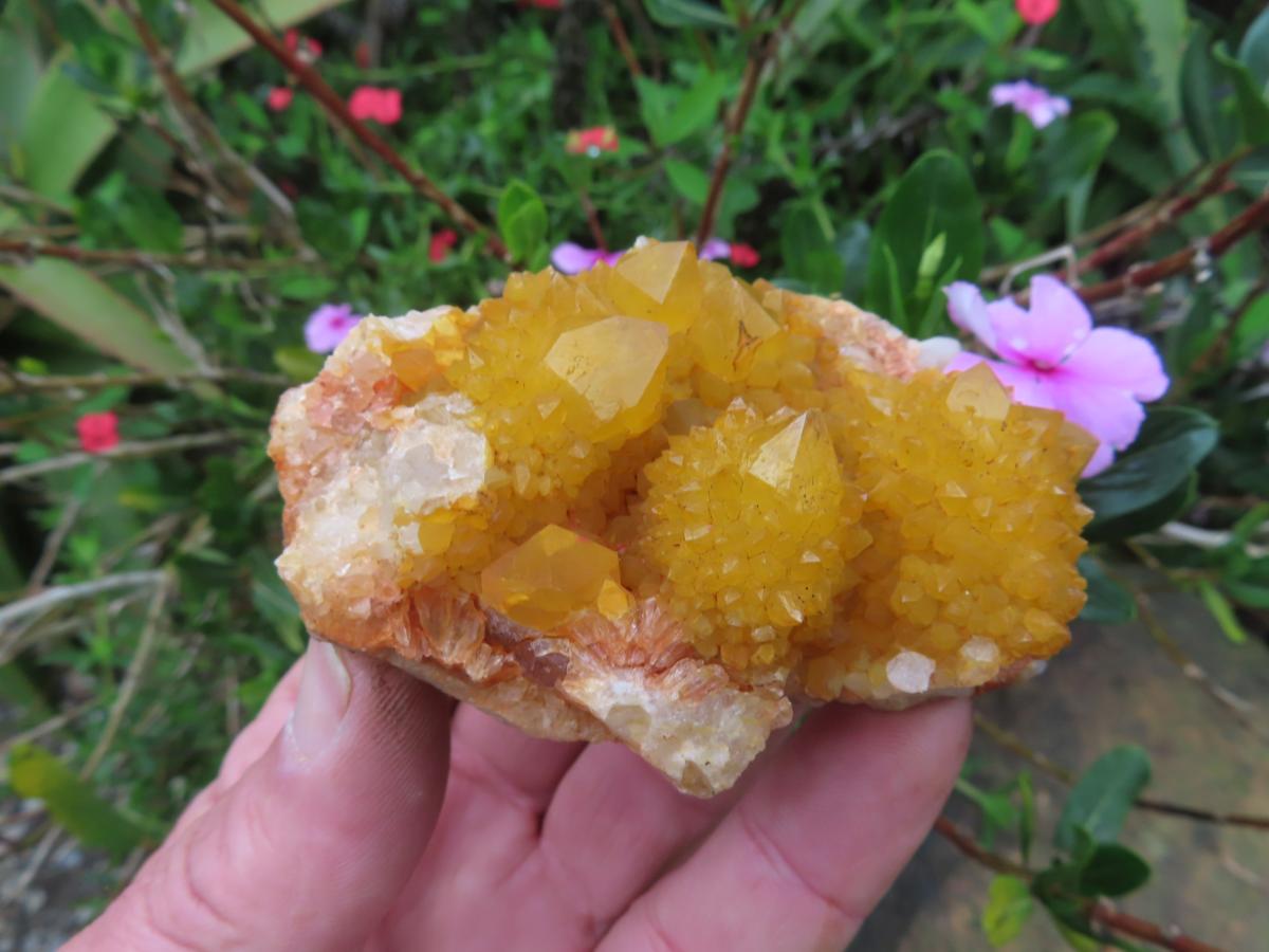 Natural Solar Cactus Flower Spirit Quartz Cluster x 1 From Boekenhouthoek, South Africa