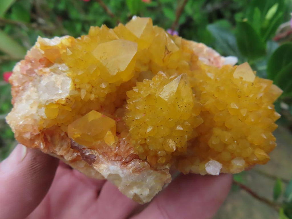 Natural Solar Cactus Flower Spirit Quartz Cluster x 1 From Boekenhouthoek, South Africa