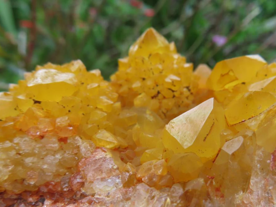 Natural Solar Cactus Flower Spirit Quartz Cluster x 1 From Boekenhouthoek, South Africa