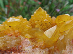 Natural Solar Cactus Flower Spirit Quartz Cluster x 1 From Boekenhouthoek, South Africa