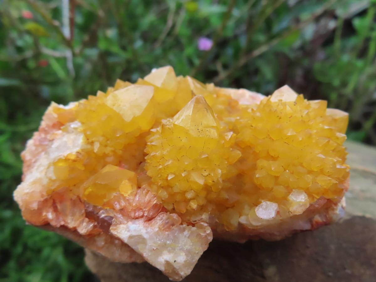 Natural Solar Cactus Flower Spirit Quartz Cluster x 1 From Boekenhouthoek, South Africa