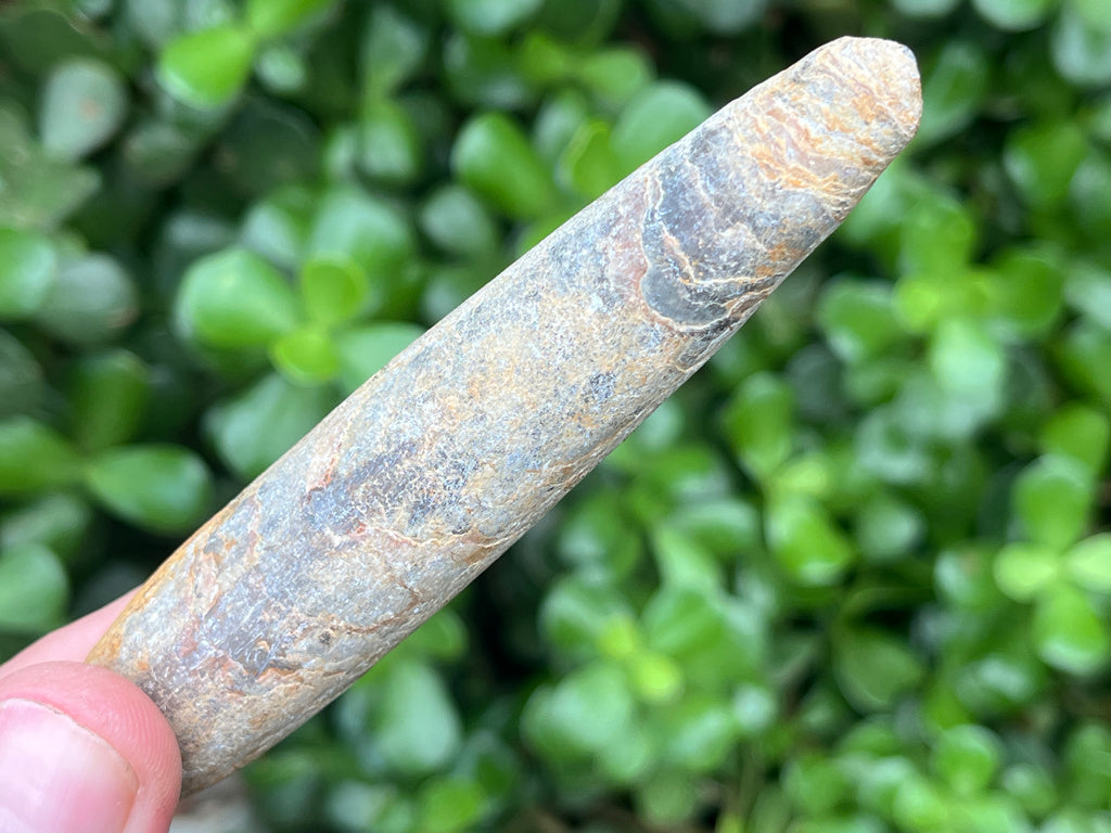 Natural Large Belemnite Fossil x 1 From Maintirano, Madagascar