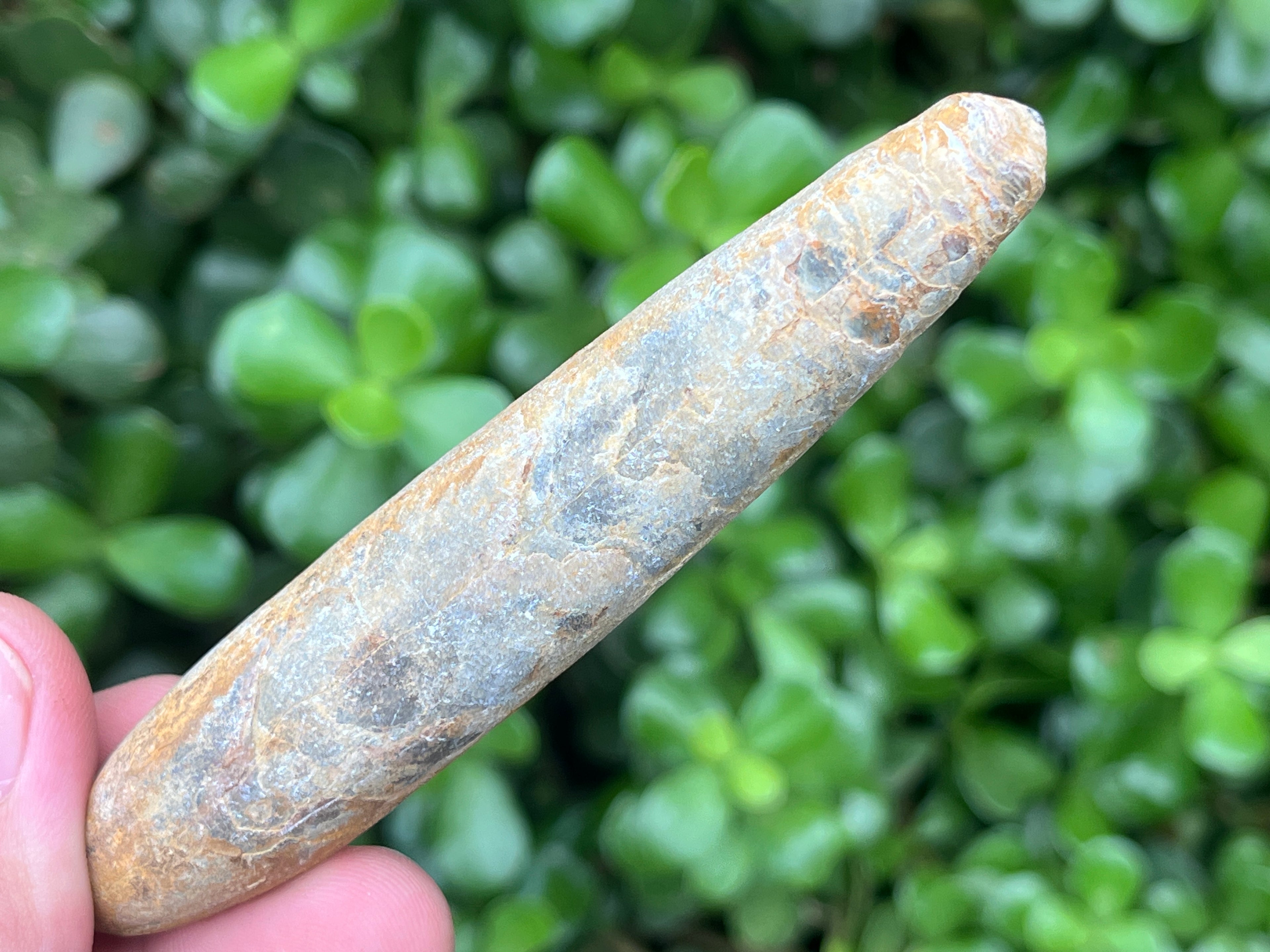 Natural Large Belemnite Fossil x 1 From Maintirano, Madagascar