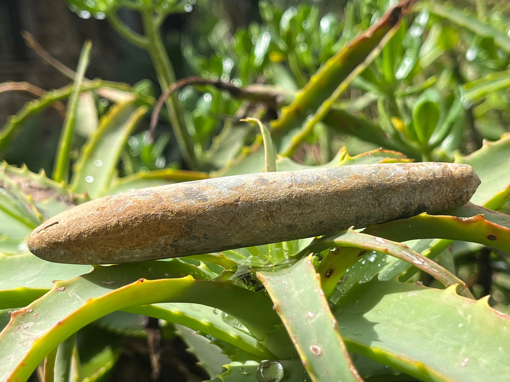 Natural Large Belemnite Fossil x 1 From Maintirano, Madagascar