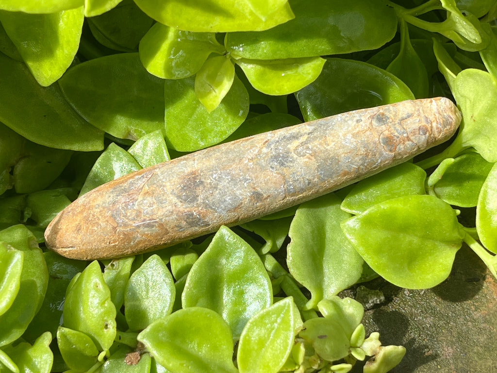 Natural Large Belemnite Fossil x 1 From Maintirano, Madagascar