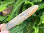 Natural Large Belemnite Fossil x 1 From Maintirano, Madagascar