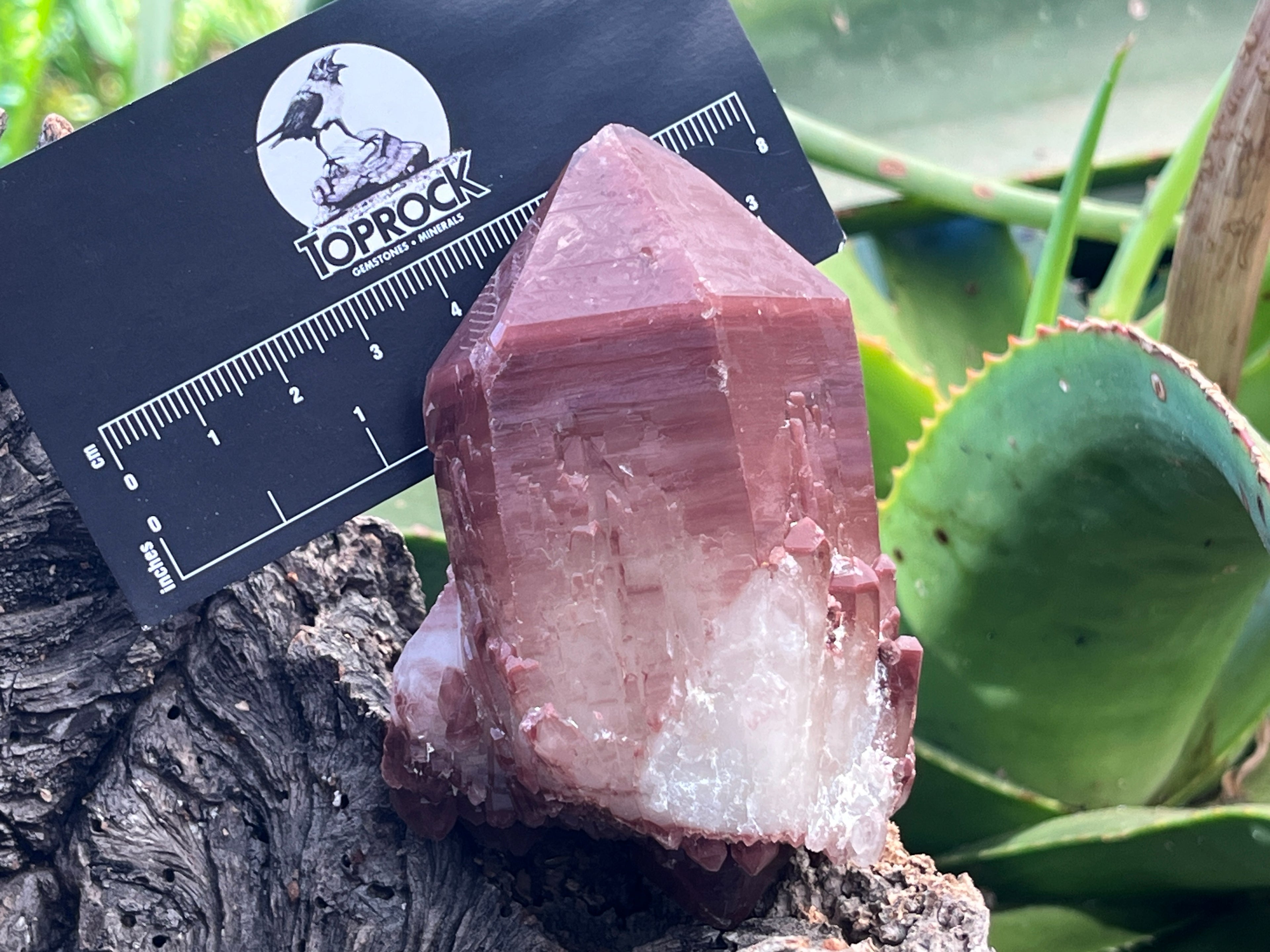 Natural Double Terminated Red Hematoid Quartz "Collar" Crystal x 1 From Karoi, Zimbabwe