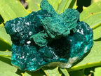 Natural Rare Dioptase with Malachite Pseudomorph Cross Specimen x 1 From Likasi, Congo