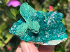 Natural Rare Dioptase with Malachite Pseudomorph Cross Specimen x 1 From Likasi, Congo