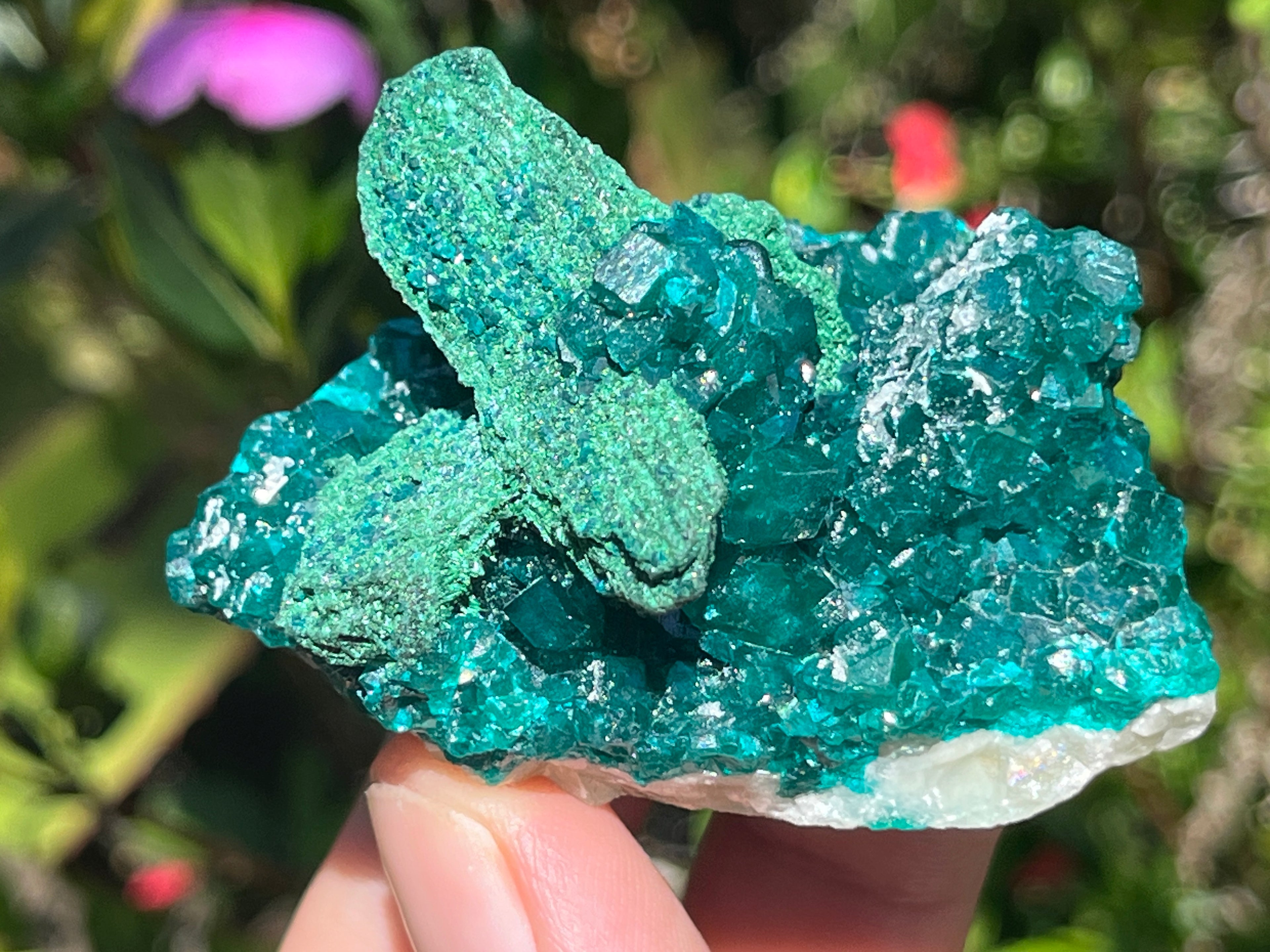 Natural Rare Dioptase with Malachite Pseudomorph Cross Specimen x 1 From Likasi, Congo