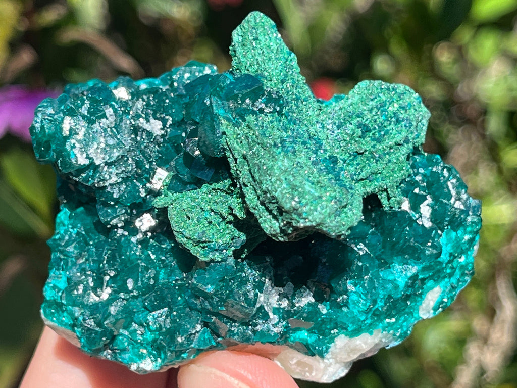 Natural Rare Dioptase with Malachite Pseudomorph Cross Specimen x 1 From Likasi, Congo