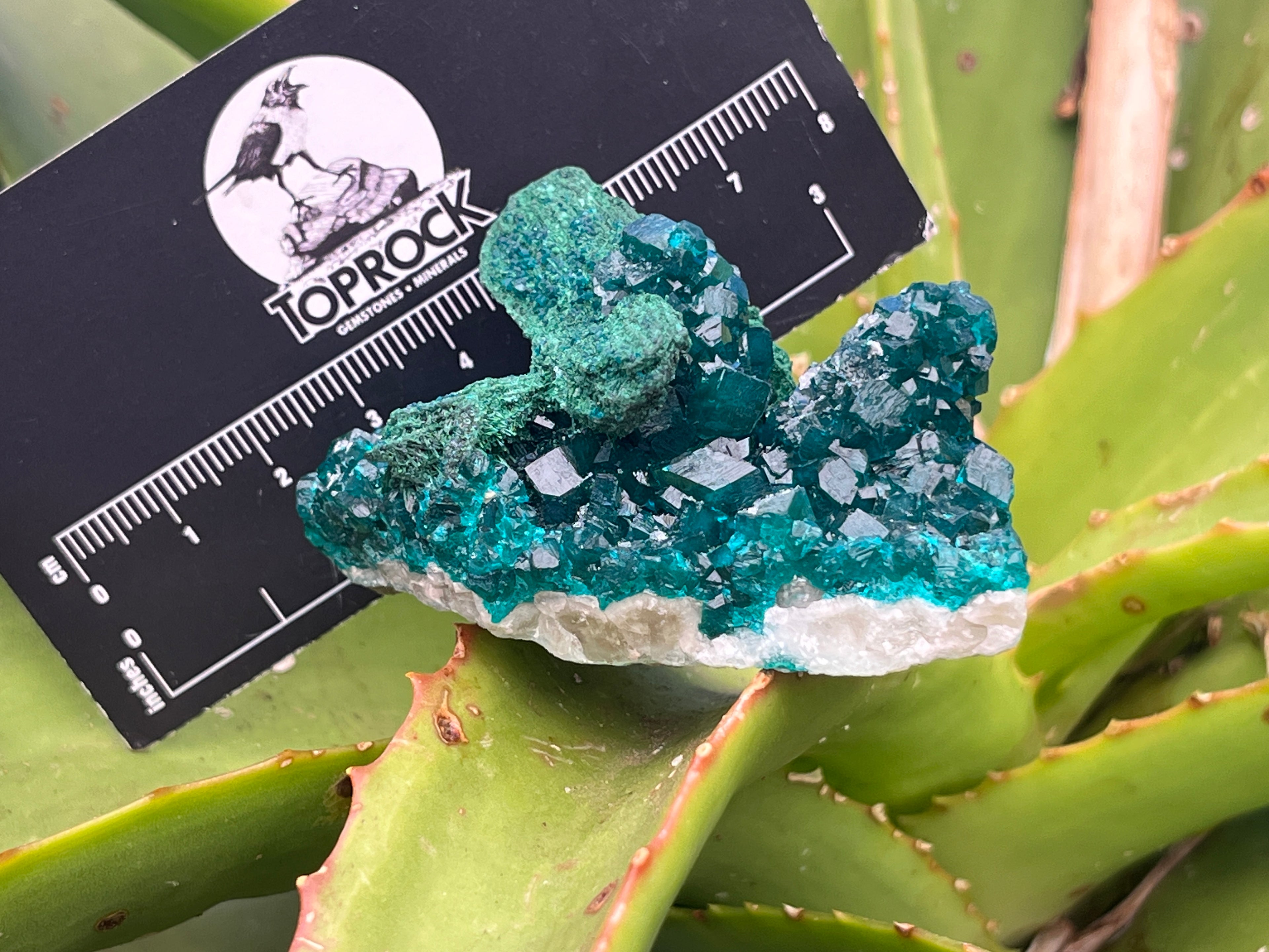 Natural Rare Dioptase with Malachite Pseudomorph Cross Specimen x 1 From Likasi, Congo