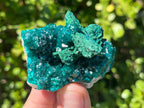 Natural Rare Dioptase with Malachite Pseudomorph Cross Specimen x 1 From Likasi, Congo