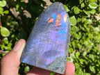 Polished Rare Purple Labradorite Standing Free Form x 1 From Tulear, Madagascar