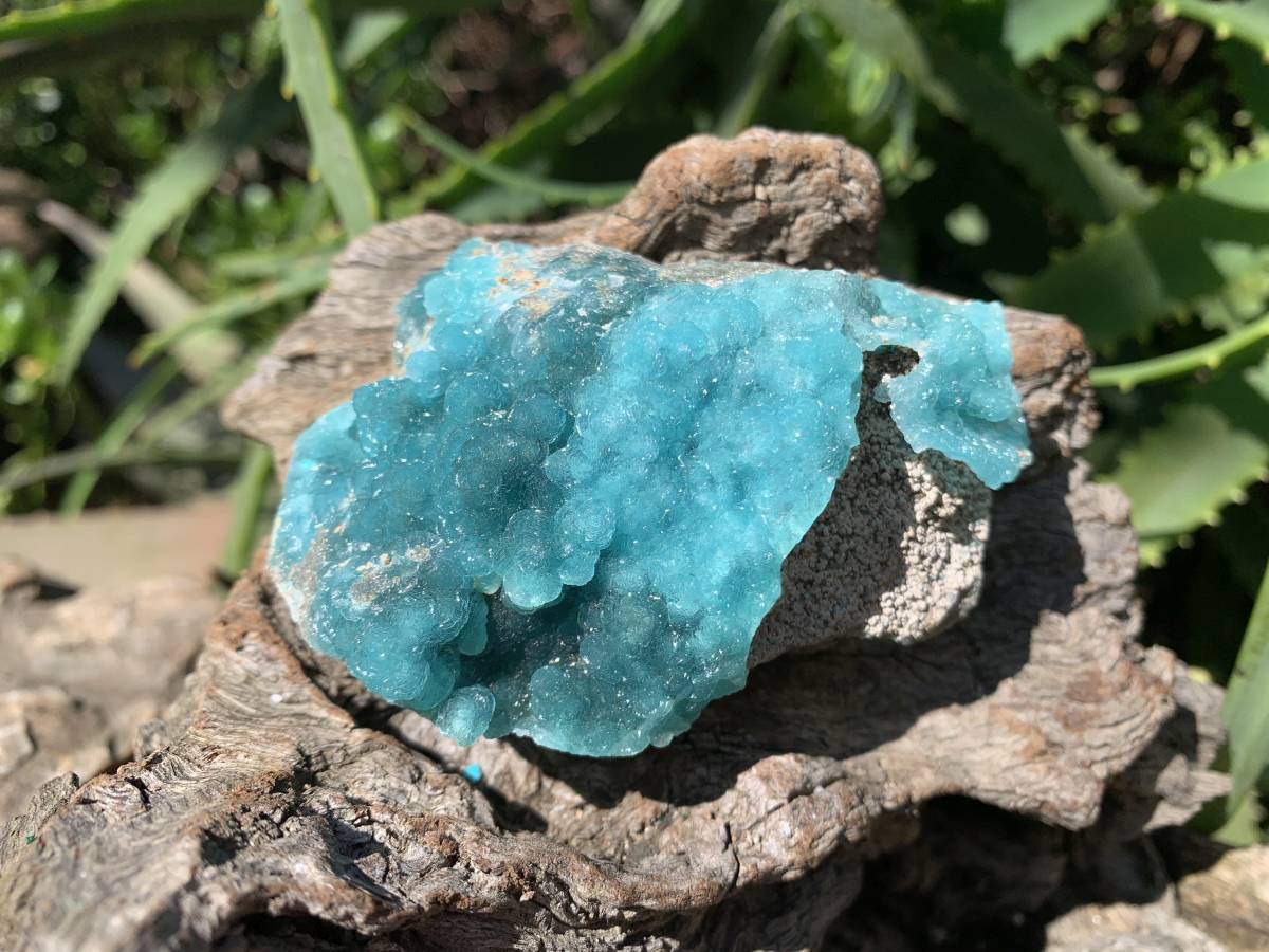 Natural Rare Blue Botroiydal Hemimorphite on Dolomite x 1 From Lupoto Mine, Congo