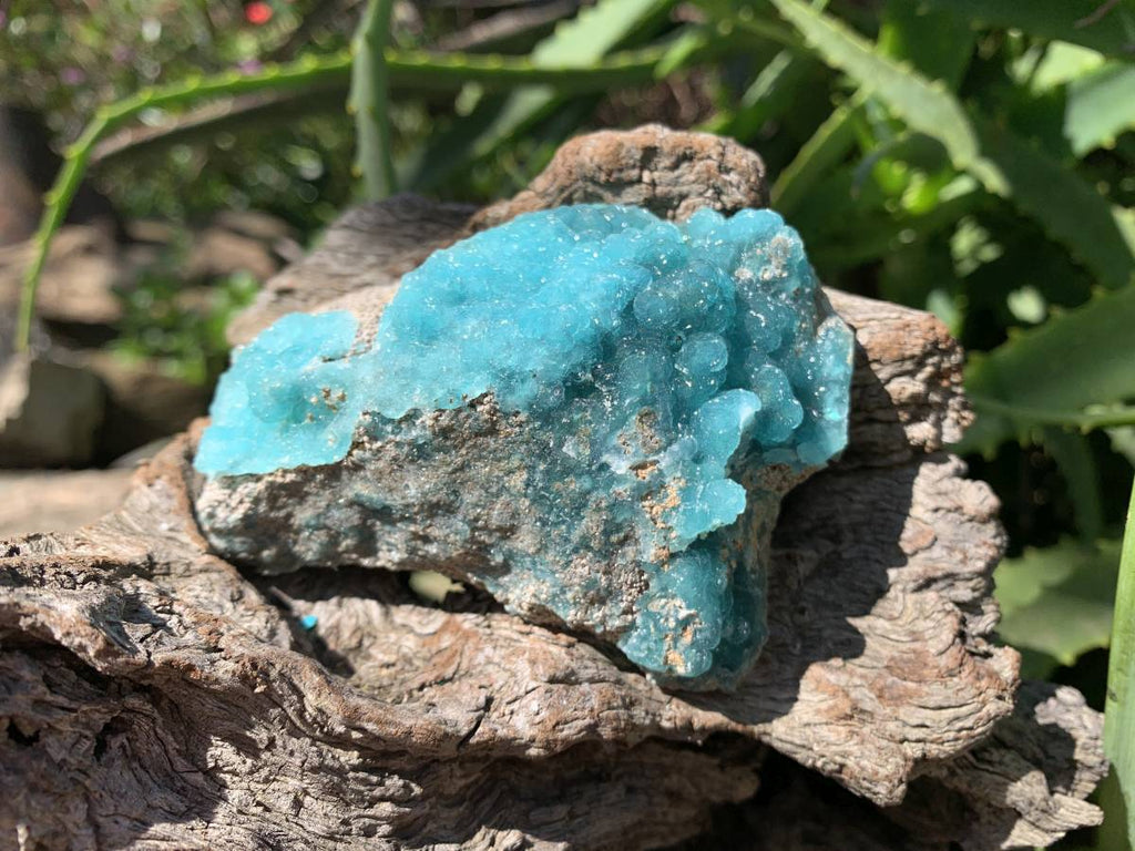 Natural Rare Blue Botroiydal Hemimorphite on Dolomite x 1 From Lupoto Mine, Congo