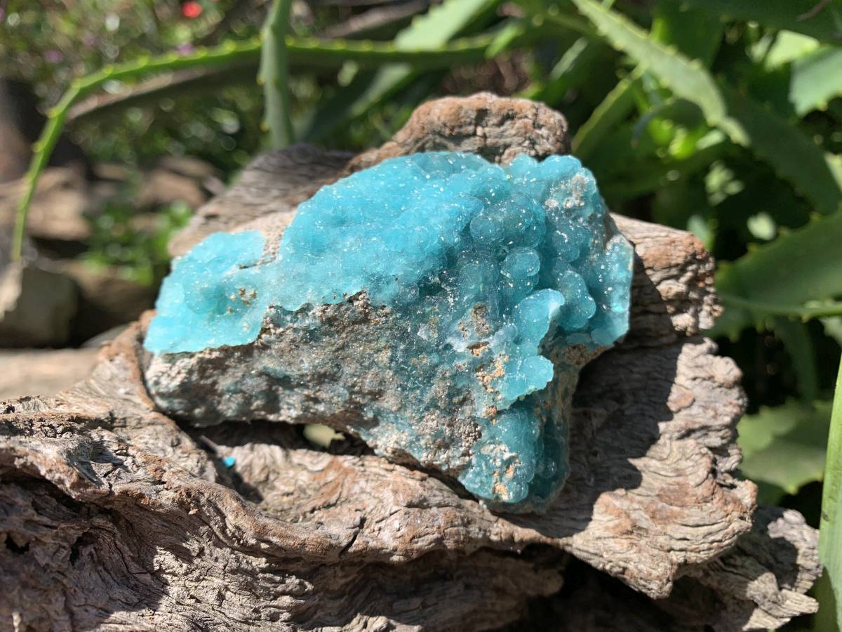 Natural Rare Blue Botroiydal Hemimorphite on Dolomite x 1 From Lupoto Mine, Congo