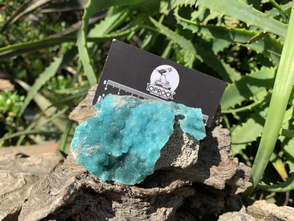 Natural Rare Blue Botroiydal Hemimorphite on Dolomite x 1 From Lupoto Mine, Congo