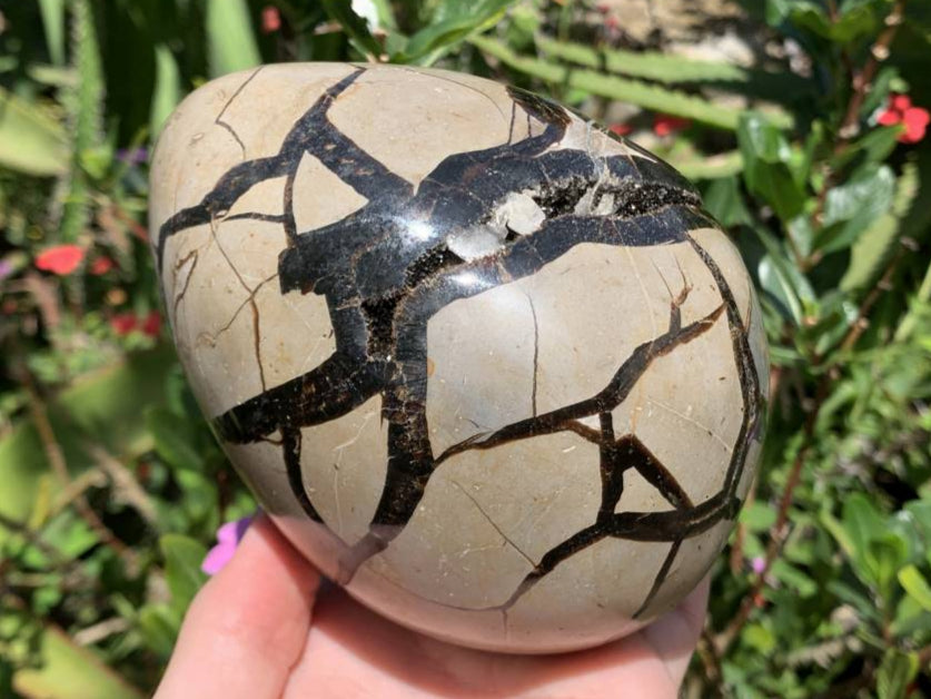 Polished Septerye Sauvage Dragons Egg Geode x 1 From Mahajanga, Madagascar