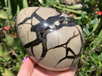 Polished Septerye Sauvage Dragons Egg Geode x 1 From Mahajanga, Madagascar